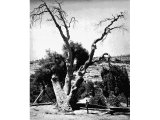 An Oak of Mamre at the traditional site near Hebron. This particular oak was highly revered as far back as the 16th century.(A photograph by R E M Bain in about 1890)